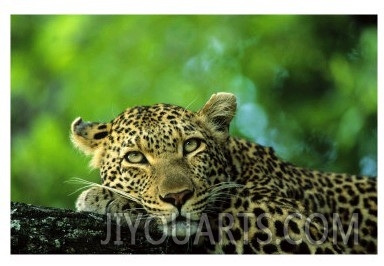 Leopard, Malamala Game Reserve, South Africa