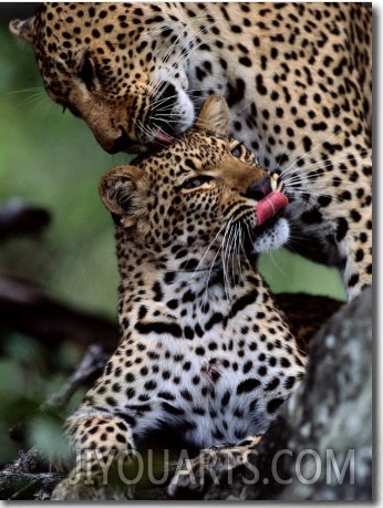 Mother Leopard (Panthera Pardus) Grooms Her Cub