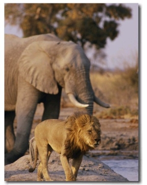 African Elephant and Lion at a Water Hole in Chobe National Park