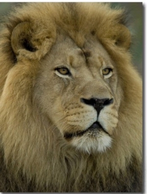 African Lion from the Sedgwick County Zoo, Kansas