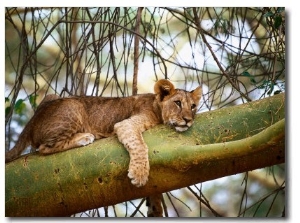 Lion Cub on Yellow Bark Acacia Tree, Kenya
