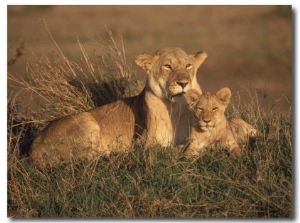 Lioness and Cub, Masai Mara Reserve, Kenya
