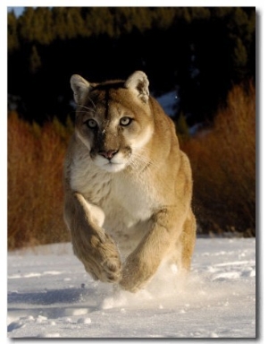 Mountain Lion, Winter, USA