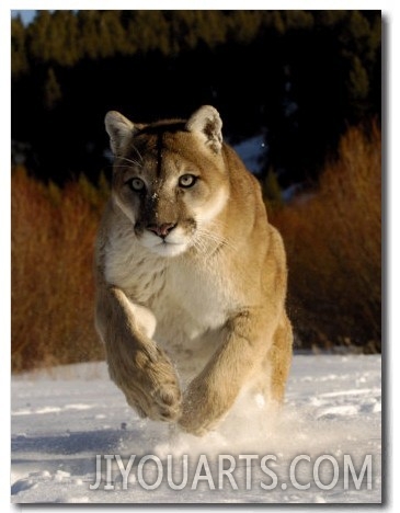 Mountain Lion, Winter, USA