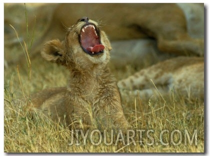 Small Lion Cub Raises its Head into the Air and Yawns