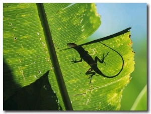 Anole Lizard Silhouetted Behind a Large Leaf