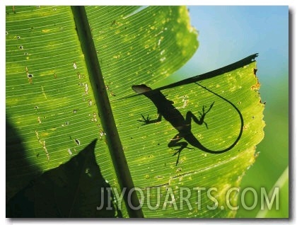 Anole Lizard Silhouetted Behind a Large Leaf