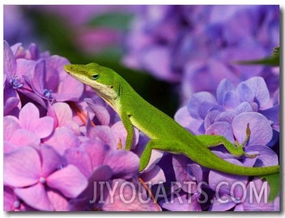 Lizard on Hydrangea, Savannah, Georgia, USA