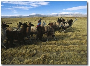 A Herder Walks Her Flock of Llamas Towards Lake Titicaca