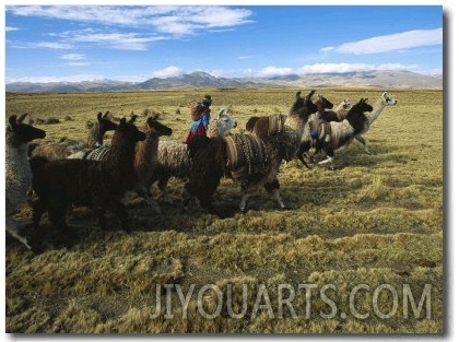 A Herder Walks Her Flock of Llamas Towards Lake Titicaca