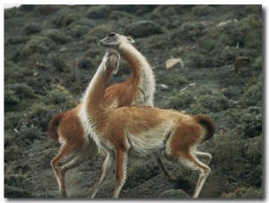 A Pair of Guanacos Strike a Dance Like Pose
