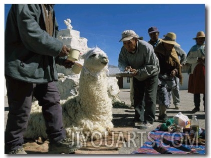 Aymara Indians Prepare to Sacrifice a Llama in Offering to Pacha Mama