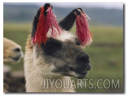 Close View of a Llama with Tassels in its Ears