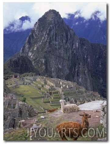 Llamas Near Machu Picchu, Peru