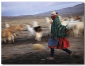 Panned View of an Aymara Woman Herding Llamas in the Atacama Desert