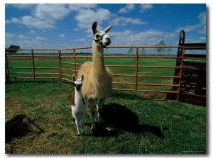 These Llamas are Being Raised on a Farm in Hydro