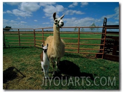 These Llamas are Being Raised on a Farm in Hydro