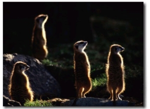 A Group of Captive Meerkats Standing in the Afternoon Sun