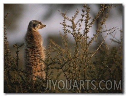 A Meerkat (Suricata Suricatta) Stands Alert, Wary of Any Predators
