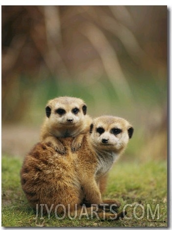 A Pair of Captive Meerkats Keep Close Company