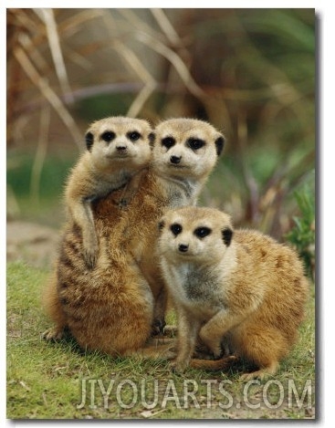 A Trio of Captive Meerkats Keeps an Eye out for Any Danger