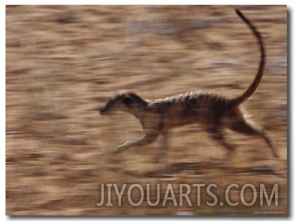 An Adult Meerkat Runs Through the Kalahari Desert