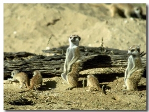 Meerkat (Suricate), Adults Watching Over Young Pups, Kalahari Gemsbok National Park