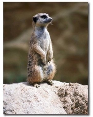 Meerkat on Guard Lookout (Mungos Mongo)