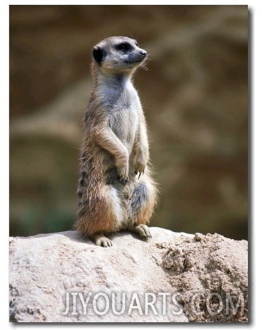 Meerkat on Guard Lookout (Mungos Mongo)