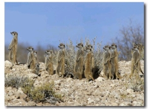 Meerkats (Suricates) (Suricata Suricatta), Kalahari Gemsbok Park, South Africa, Africa