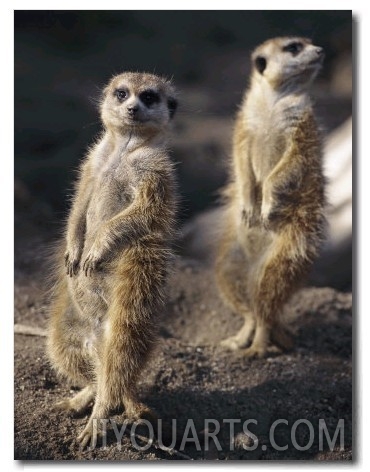 Two Meerkats Stand Guard Outside Their Den