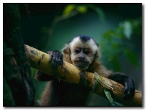 A Capuchin Monkey, Orphaned after Poachers Killed its Mother, Sits in a Tree