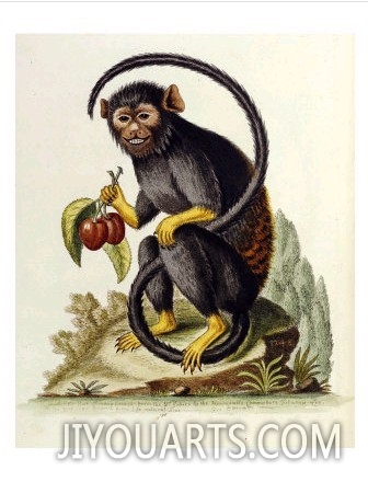 A Little Black Monkey Brought from the West Indies by Commodore Fitzroy Lee