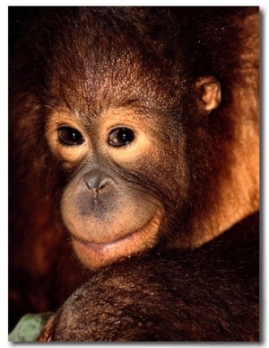 A Portrait of a Juvenile Orangutan