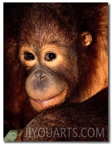 A Portrait of a Juvenile Orangutan