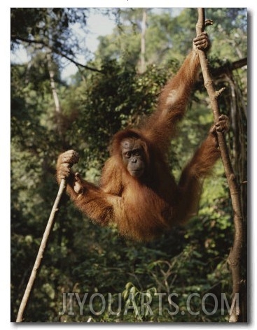 An Orangutan Swings on Jungle Vines