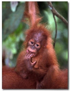Baby Sumatran Orangutan, Indonesia