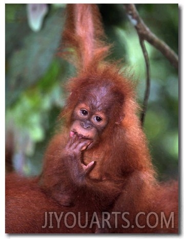 Baby Sumatran Orangutan, Indonesia