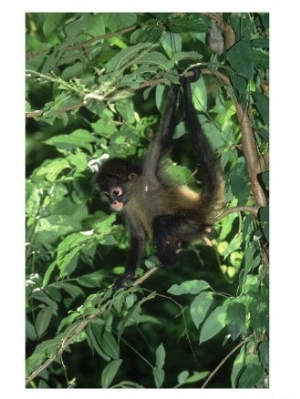 Spider Monkey, Ateles Species, Young Monkey in Tree Pacific Coast, Costa Rica