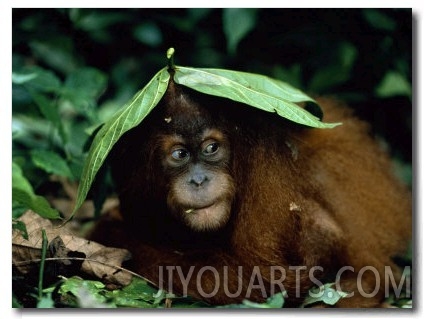 Orang Utan Sheltering Under Leaf, Gunang Leuser National Park, Indonesia