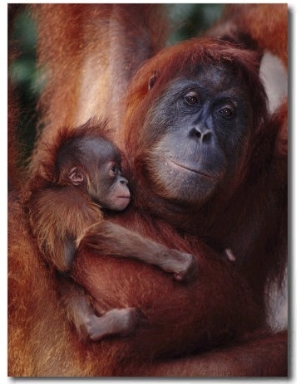 Orang Utan, Female Edita and Baby Sumatra Leuser National Park, Indonesia