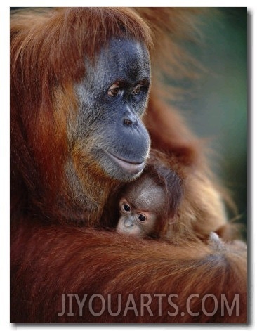 Orang Utan, Suma with Baby, Gunung Leuser National Park Sumatra Indonesia