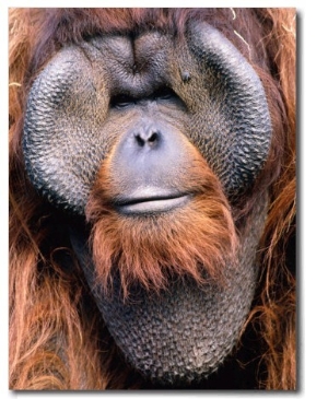 Orangutan (Pongo Pygmaeus), Indonesia