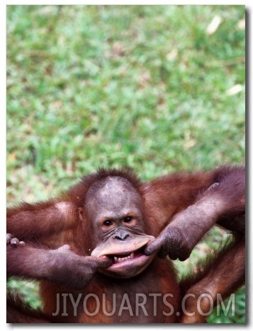 Orangutan Pulling a Face at the Matang Wildlife Centre, Kuching, Sarawak, Malaysia