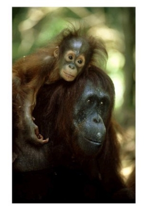 Orangutan, Female and Young, Borneo
