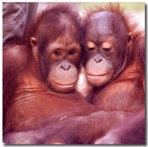 Orangutans in Captivity, Sandakan, Soabah, and Malasia, Town in Br. North Borneo
