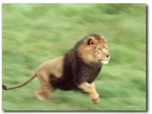 African Lion, Panthera Leo Male Running (Blur Pan)