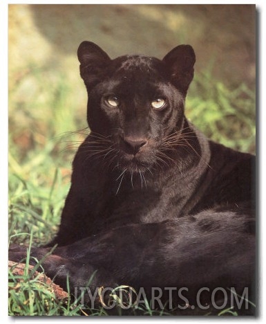Black Panther Sitting
