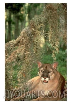 Florida Panther, Lying Under Spanish Moss, USA