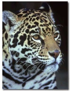 Jaguar, Panthera Onca, Endangered, Mexico